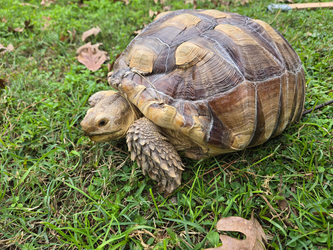 The story behind Tortoise and the Flair: A Brand with heart and purpose